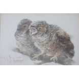 Charles Henry Clifford Baldwin, Watercolour Study of Young Owls, signed and titled, approx 8" x