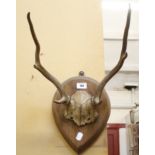 Taxidermy fox's trophy head mounted on a shield and a pair of mounted deer antlers (2)