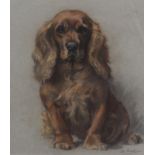 Peter Biegel (1913 - 1988) SpanielPastel studySigned lower right41cm x 33cm