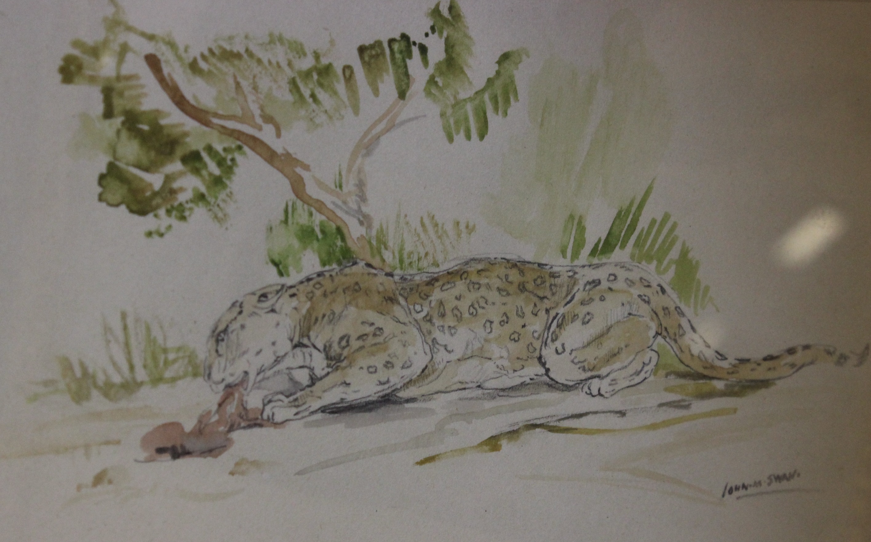Attributed to John Macallan Swan RA (1847-1910)Leopard with killWatercolourSigned13.5cm x 25.5cm;