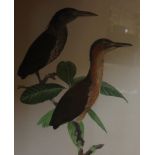 Peter Hayman (20th Century)Bird studiesWatercolours, a pairSigned45cm x 33cm