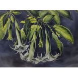 Stuart M. Armfield (1916 - 1999)'Datura' (Moon Flowers)WatercolourSigned54cm x 74cm
