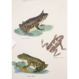 A set of four watercolour studies, frogs, snakes, lizards and insects, unsigned, 28cm x17cm (4)