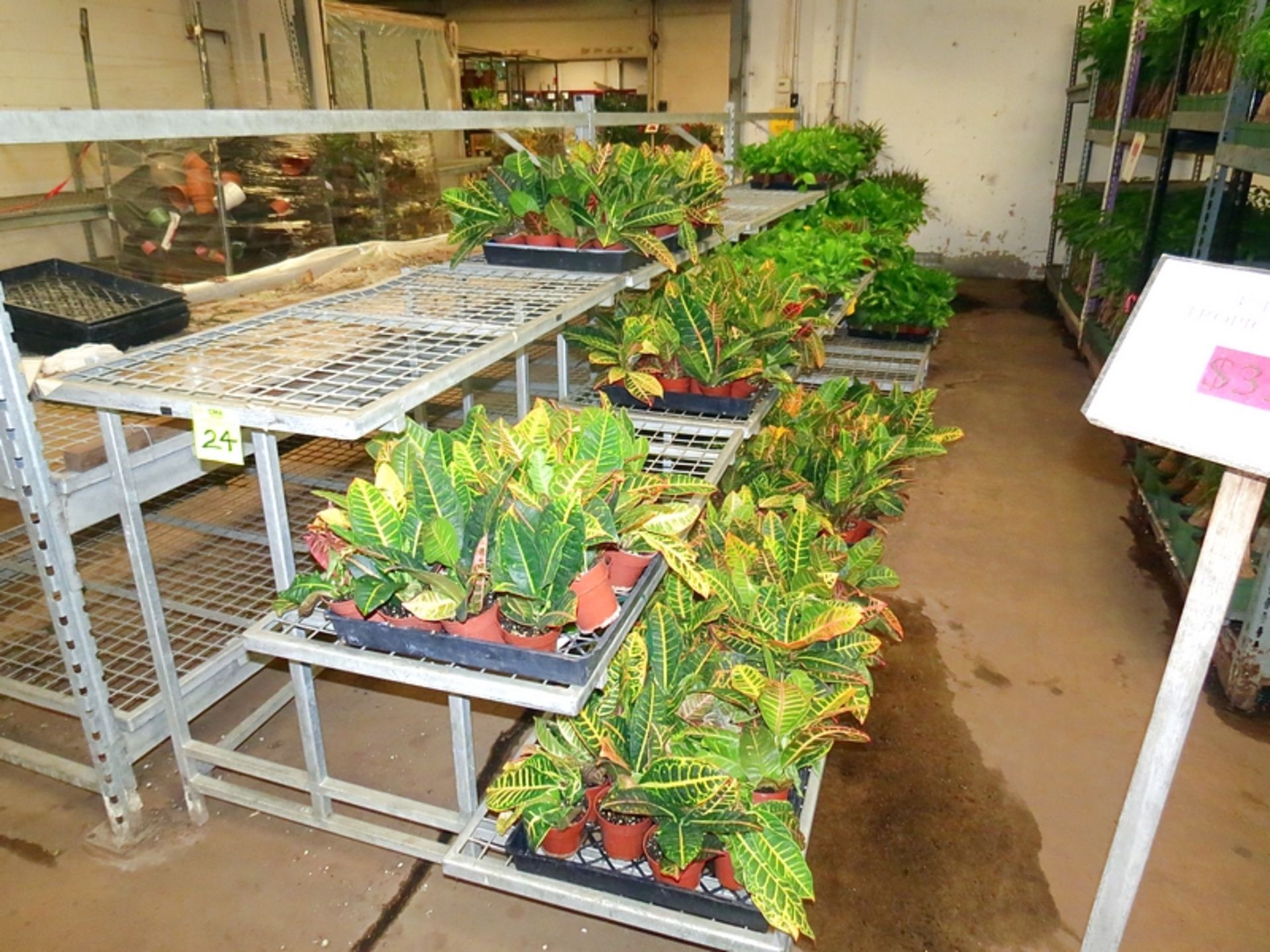 4" Assorted, Crotons, Pothos, Cordatums, Foliage Combo