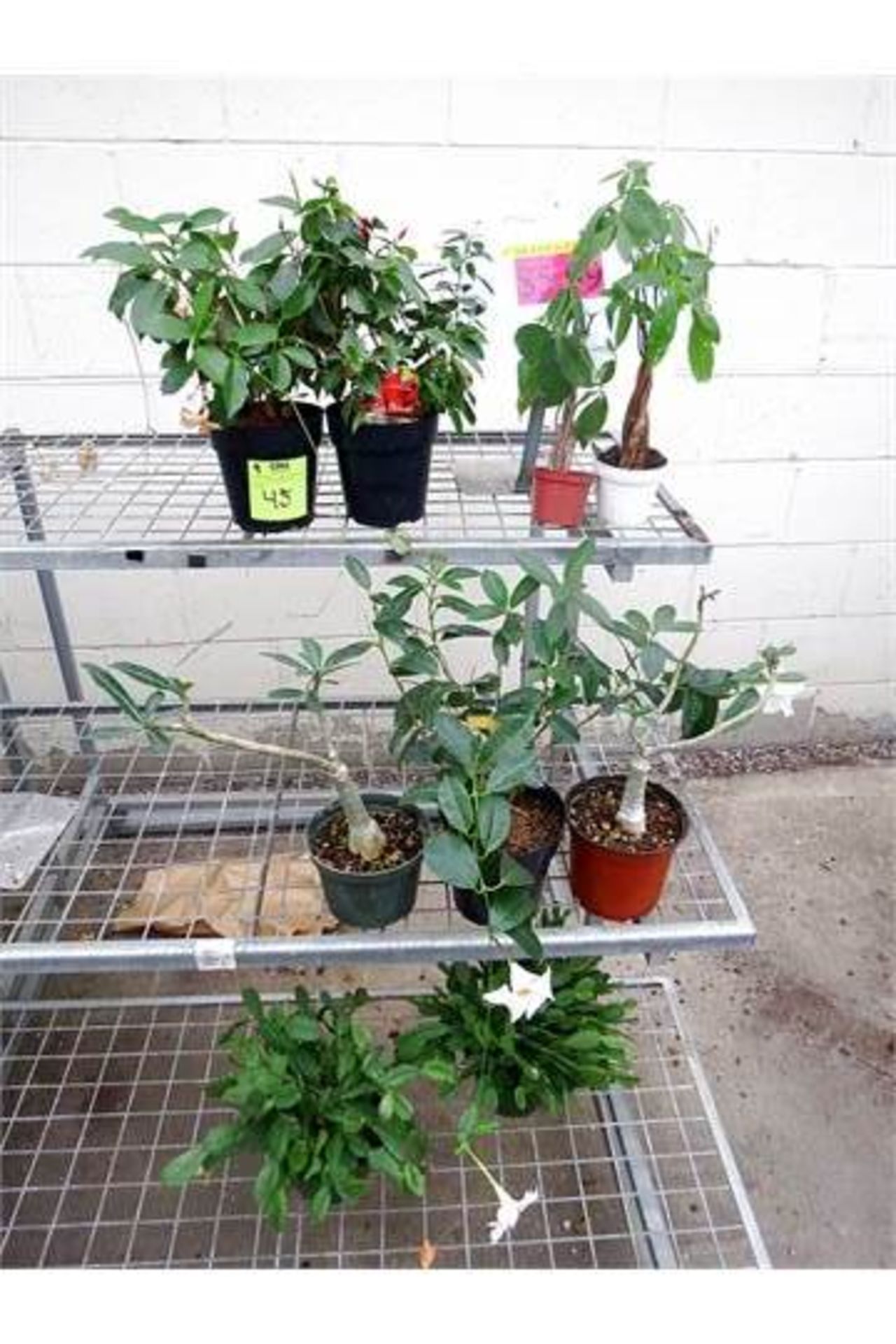 Assorted Plants 4" Pachira, Mandevillas, Desert Rose, Zygo Cactus