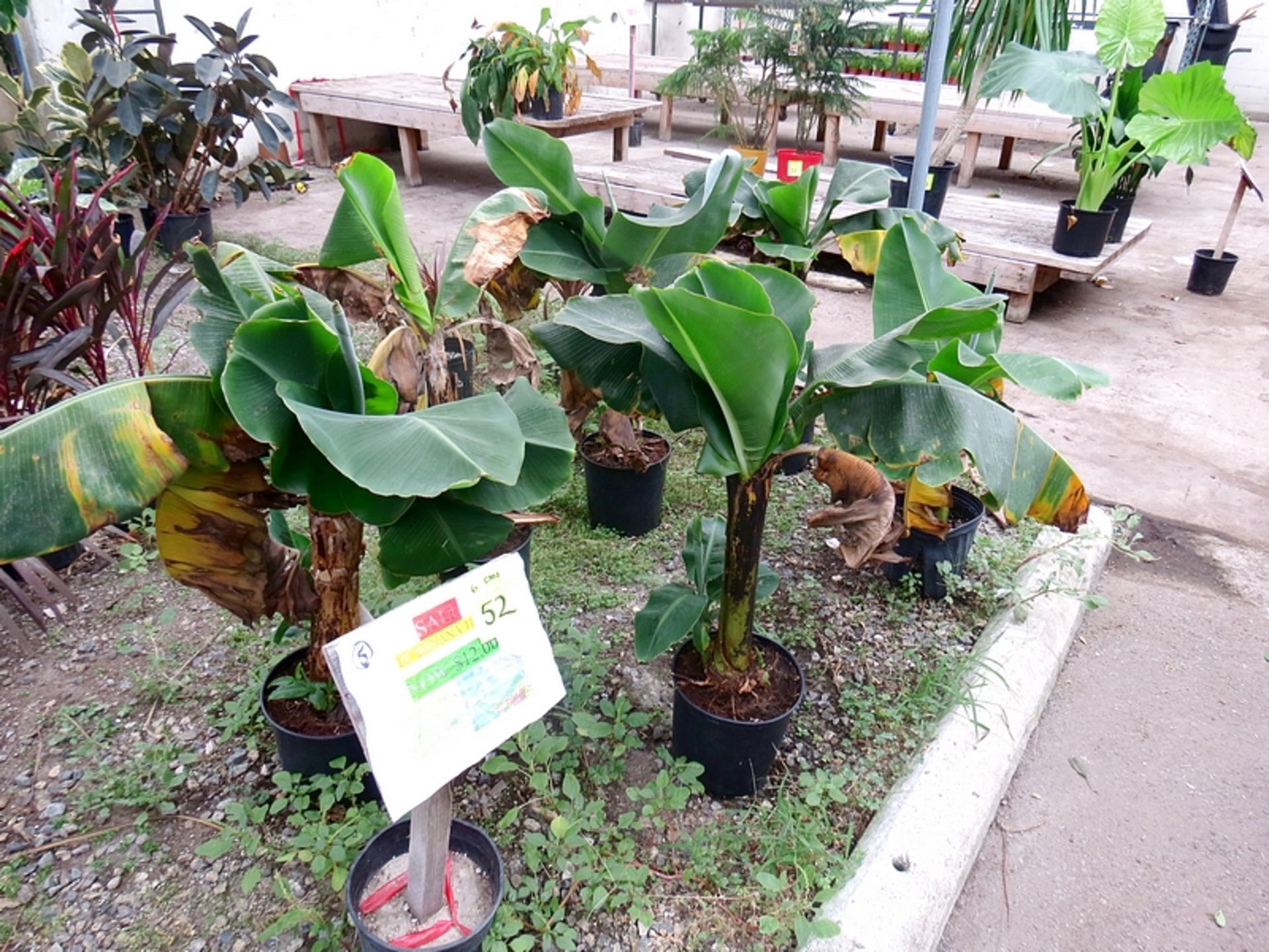 10" Banana Trees