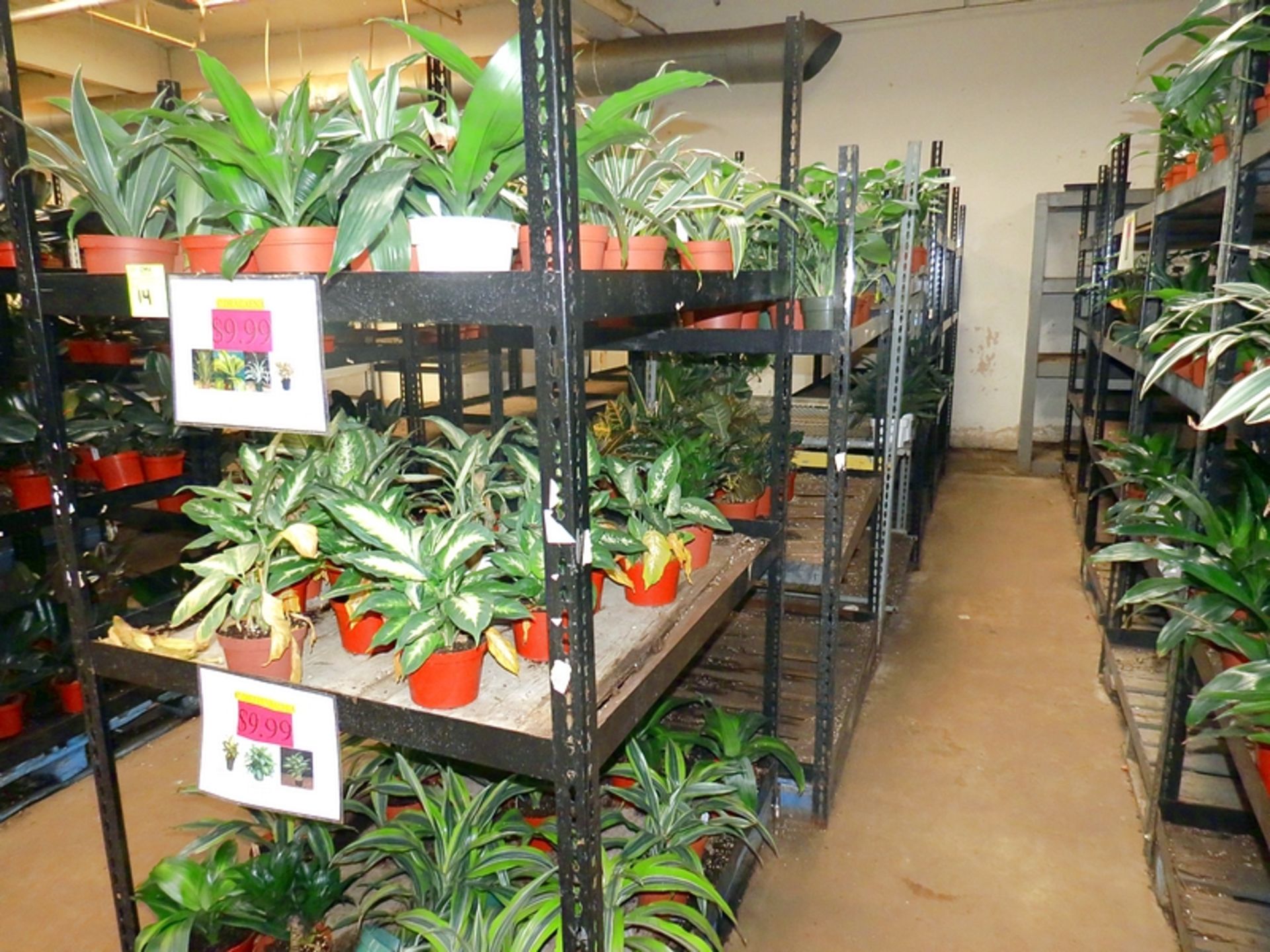 6" Premium Assorted Dracaena, Crotons, Dieffenbachia, Split Leaf, Bird of Paradise - Image 2 of 2