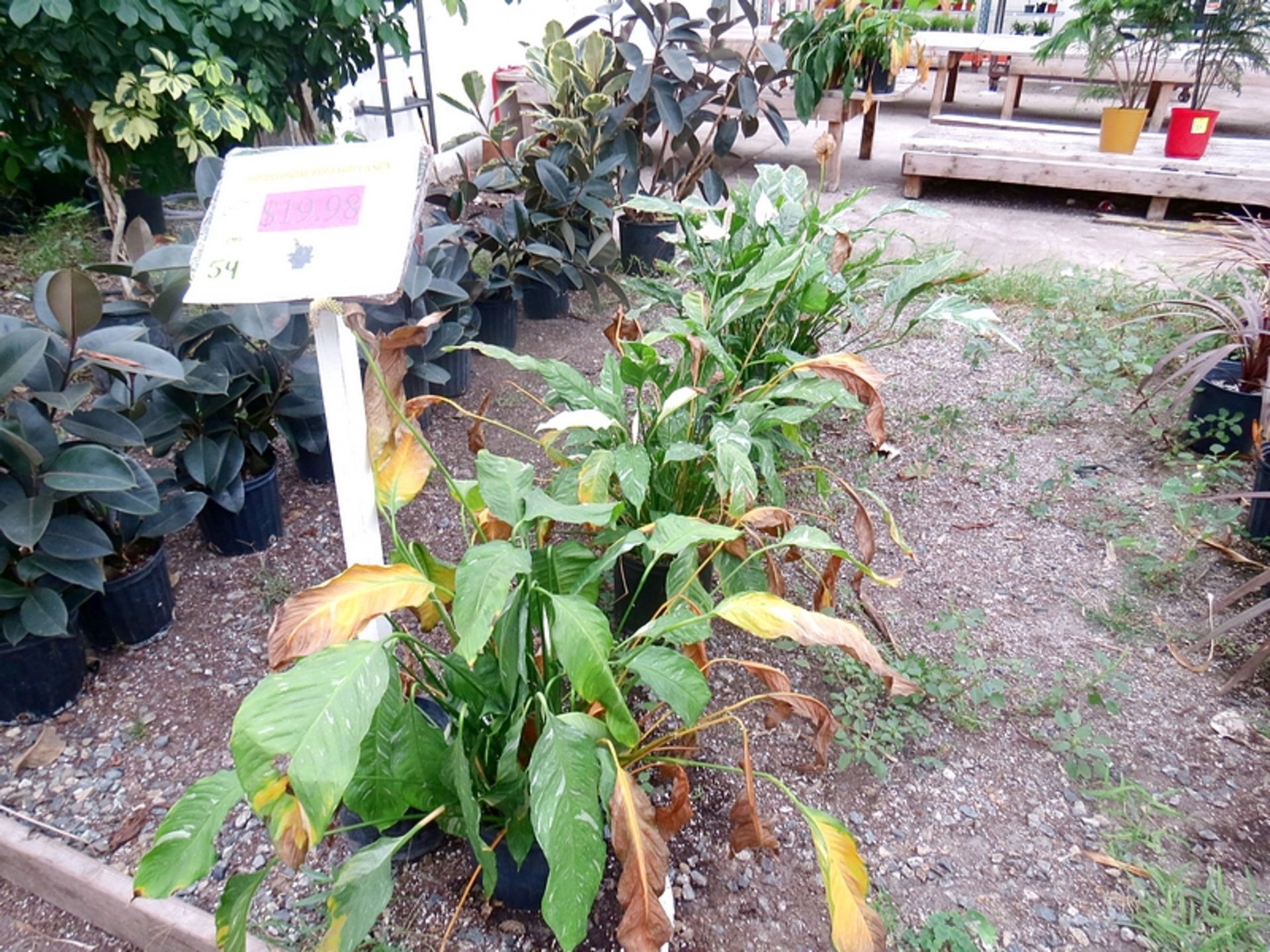 10" Tropical Fancy Spathiphyllum