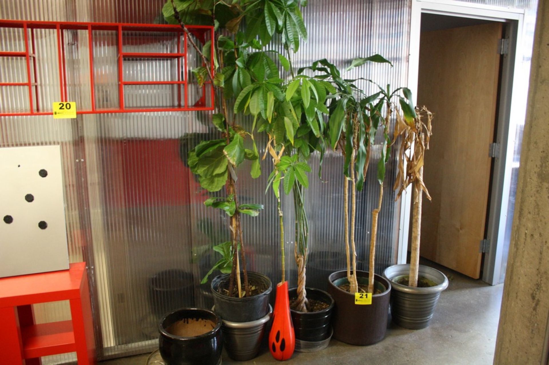 ASSORTED LIVE PLANTS LOCATED THROUGHOUT FACILTY