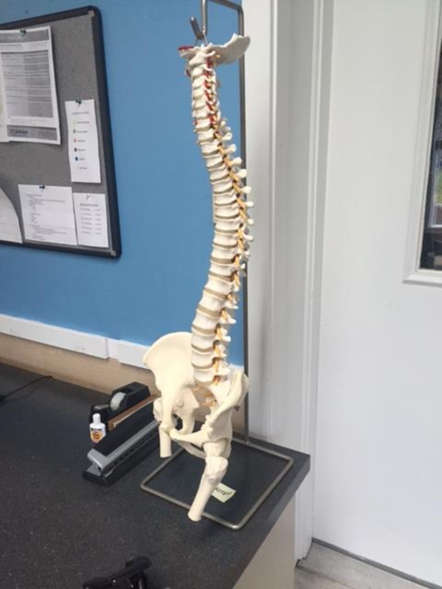 SPINE SKELETON