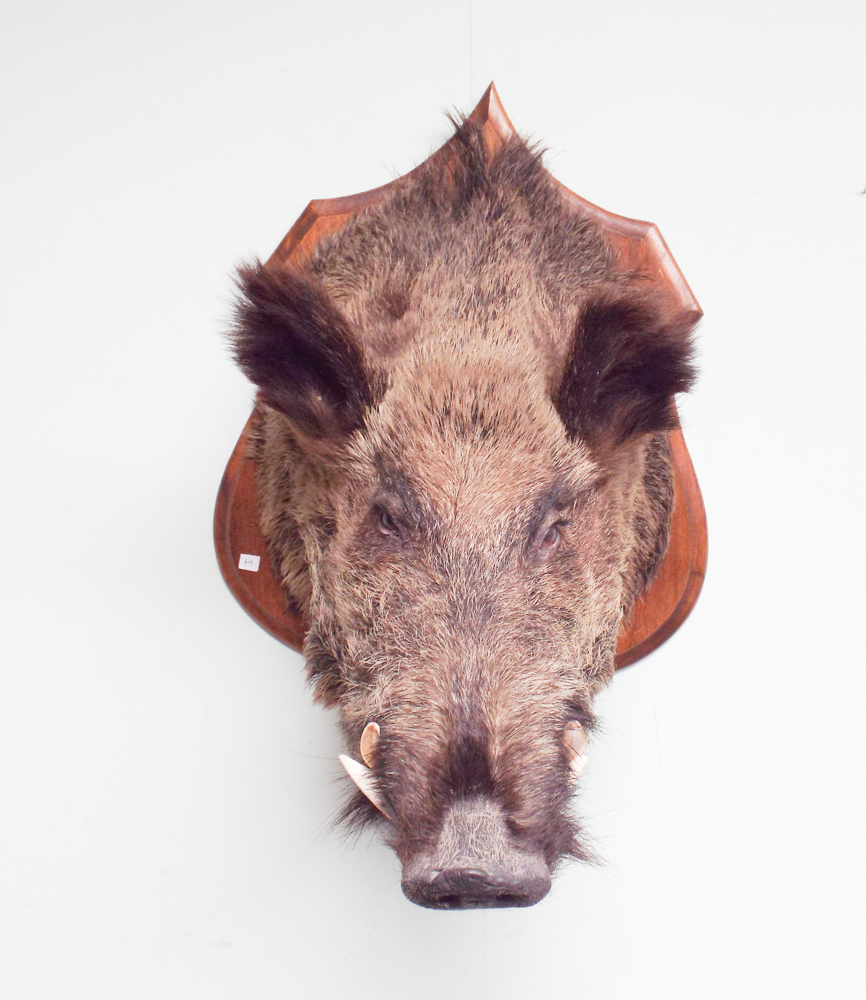 Taxidermy - Mounted Boars head - Image 2 of 2