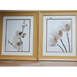 Pair of coloured prints of flowers in light pine frames