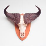 Taxidermy - Set of large mounted water buffalo horns with skull
