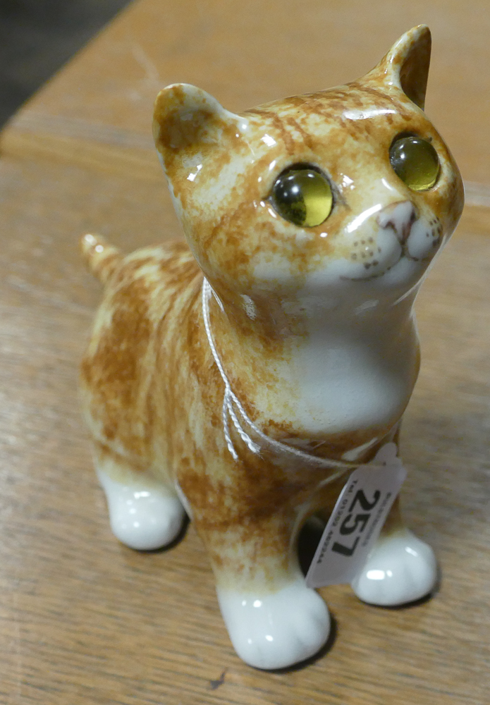 Small Winstanley ginger kitten,