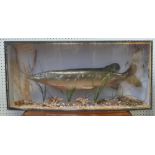 Taxidermy pike weighing 6lb 7oz in glazed display cabinet with labels dating caught on River Wye