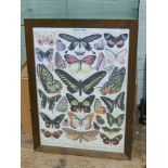 Framed picture of assorted butterflies