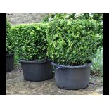 A pair of cube shaped box trees, 50 cm h