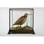 Taxidermy: A woodcock in a naturalistic setting, in a glazed case,