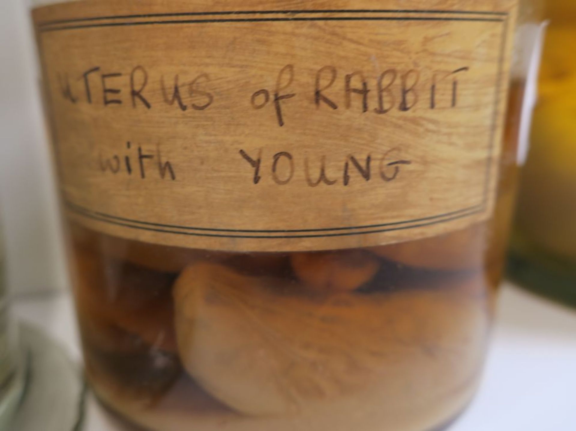 * Five lots of Preserved Specimens in Jars to include: Pig Foetus, Uterus of Rabbit with young, five - Bild 5 aus 12