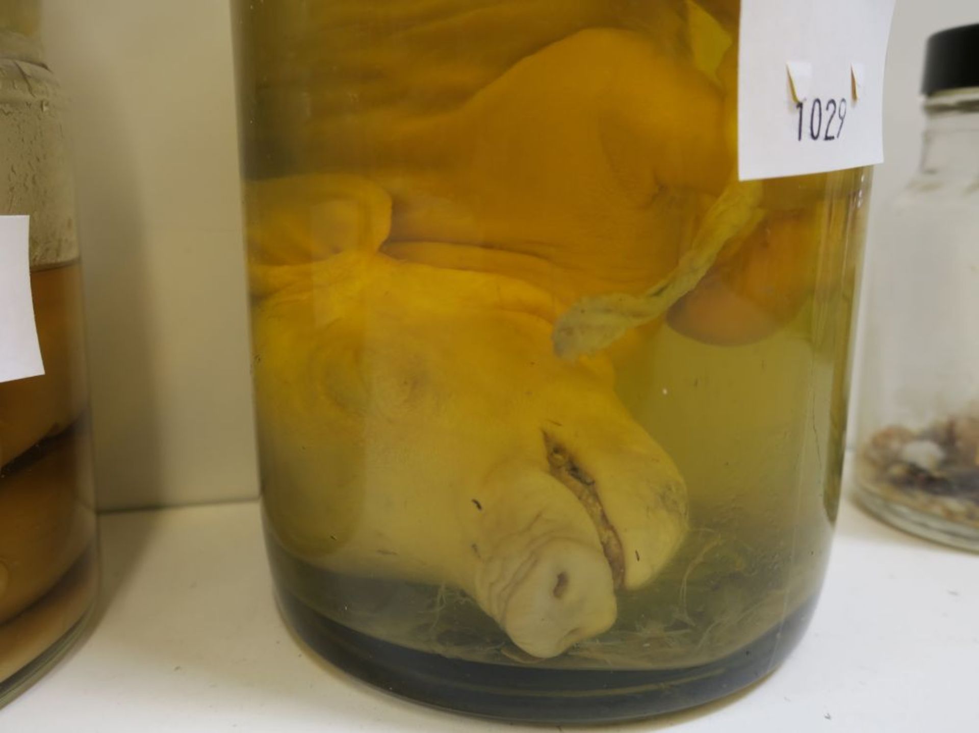 * Five lots of Preserved Specimens in Jars to include: Pig Foetus, Uterus of Rabbit with young, five - Bild 2 aus 12