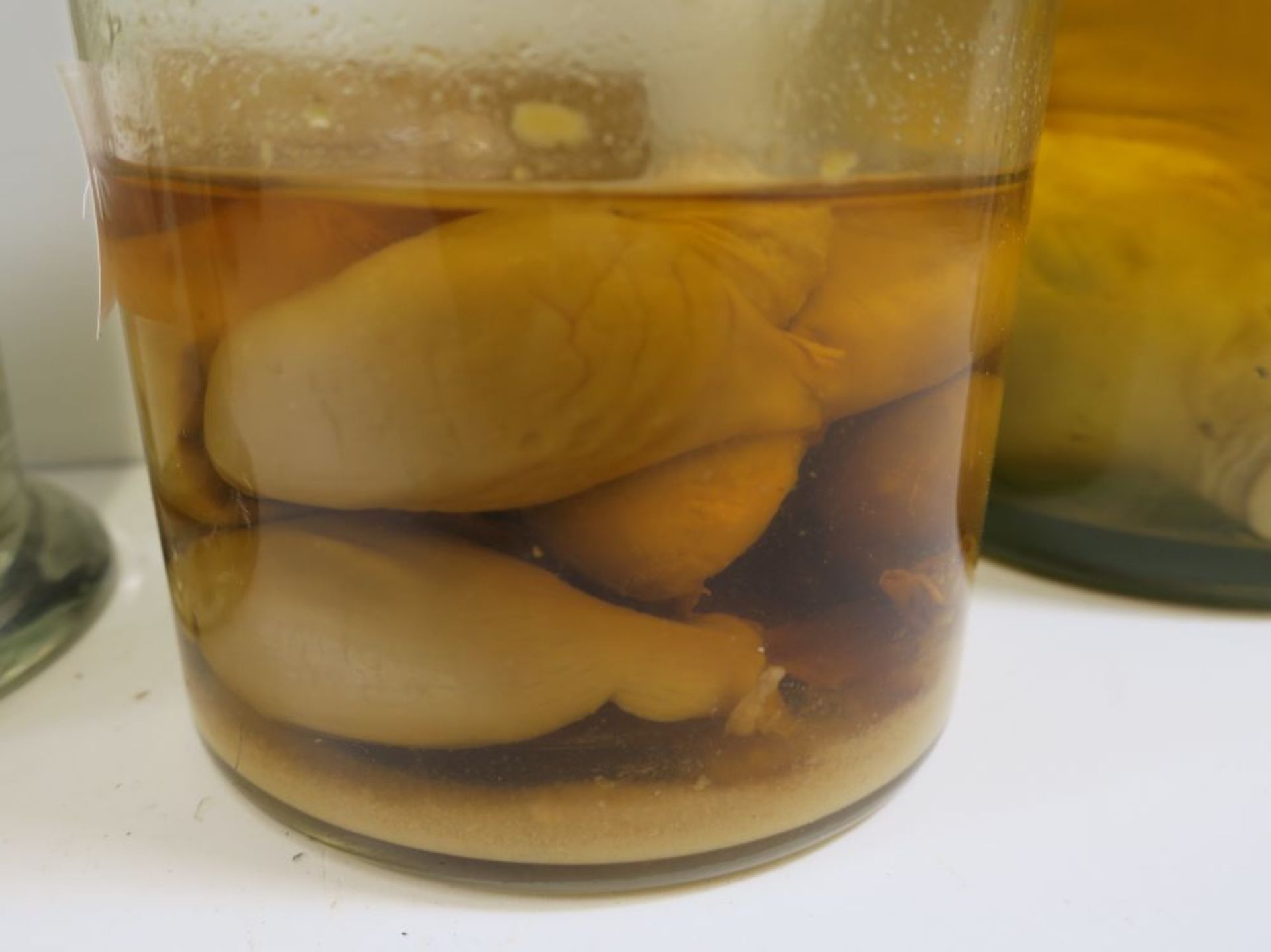* Five lots of Preserved Specimens in Jars to include: Pig Foetus, Uterus of Rabbit with young, five - Bild 6 aus 12
