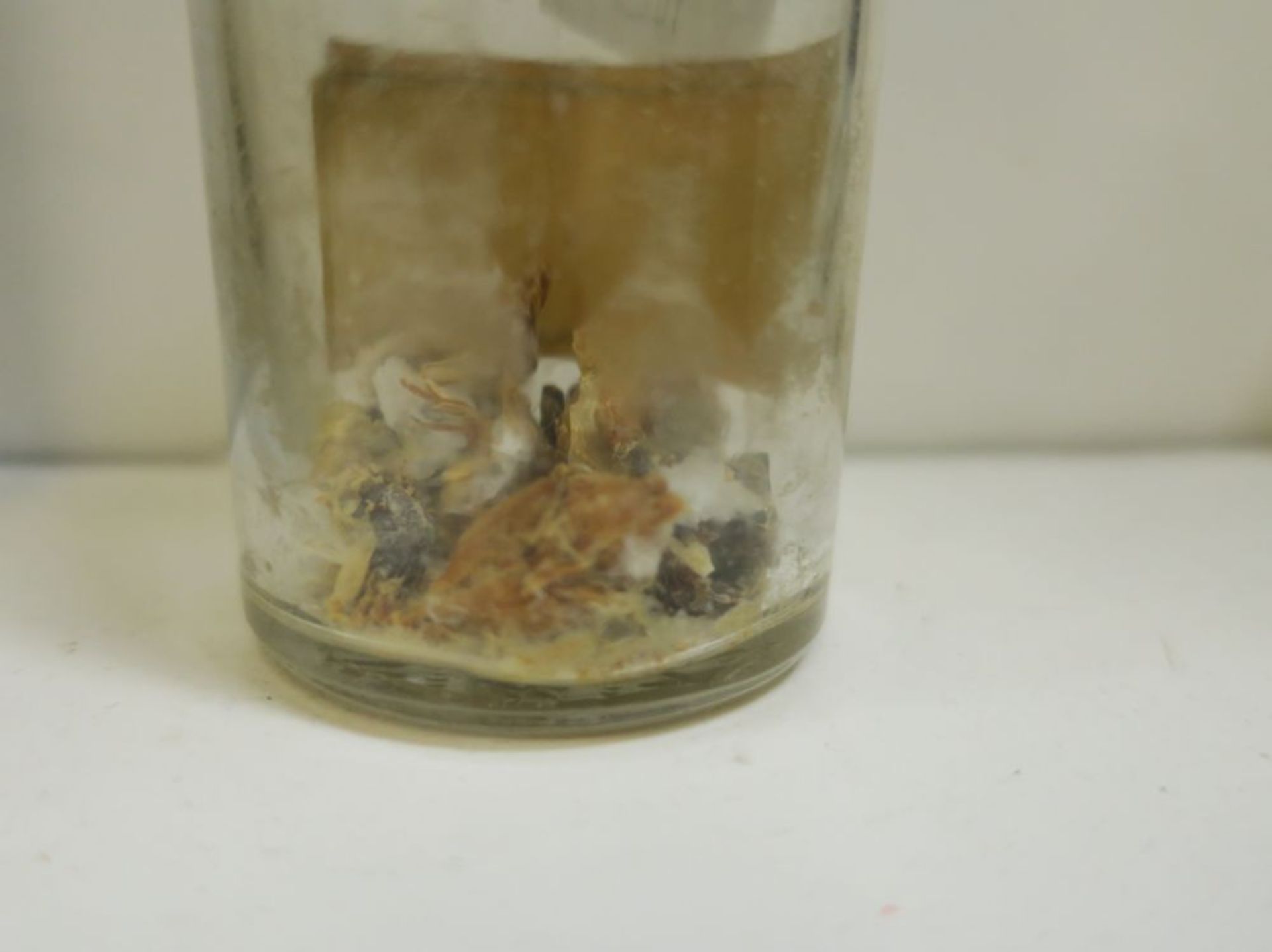 * Five lots of Preserved Specimens in Jars to include: Pig Foetus, Uterus of Rabbit with young, five - Bild 4 aus 12