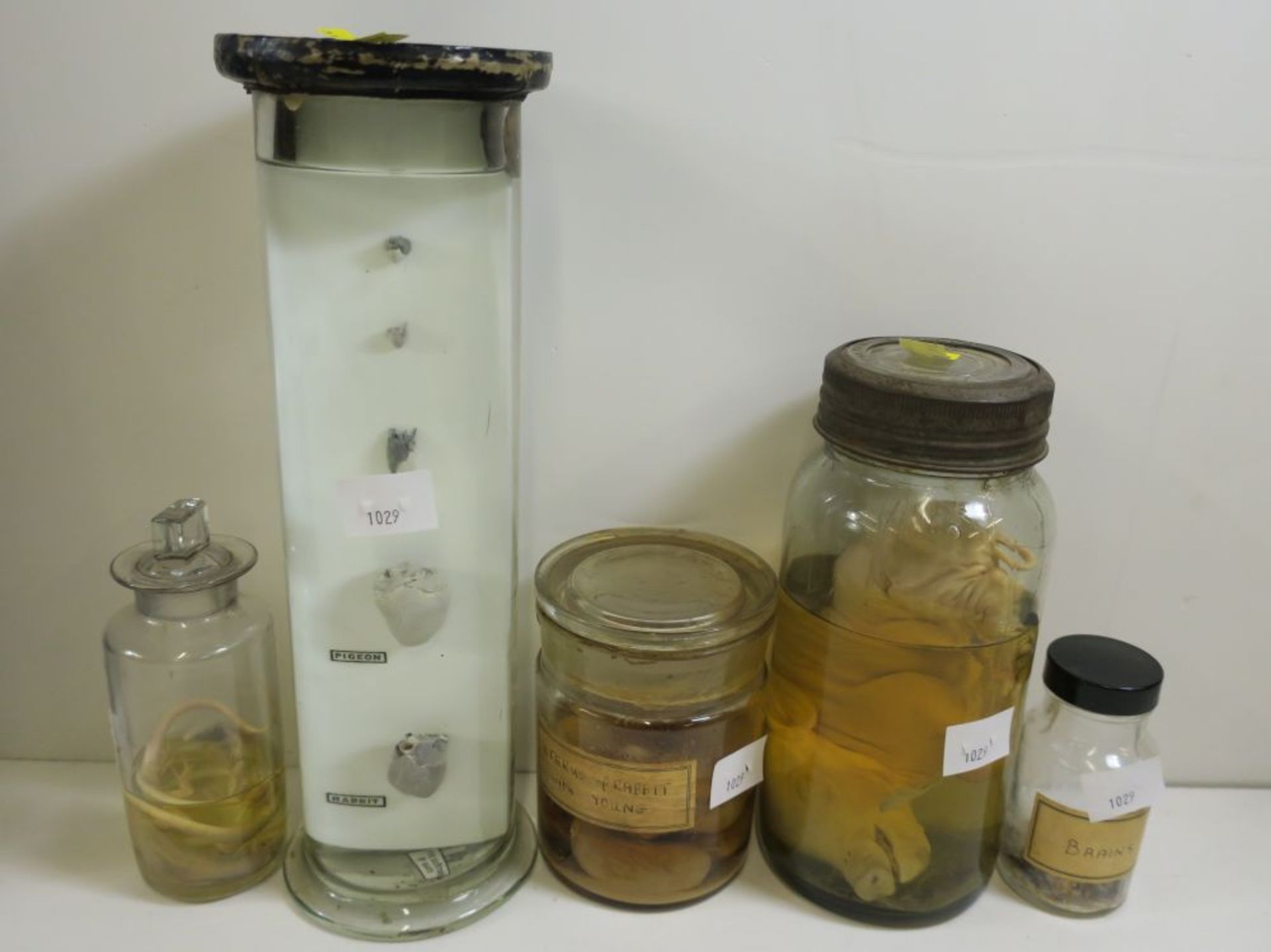 * Five lots of Preserved Specimens in Jars to include: Pig Foetus, Uterus of Rabbit with young, five