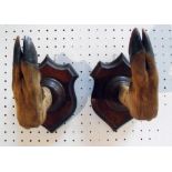 Taxidermy. A pair of red deer hoof hooks on oak shield shaped mounts (gun or whip rack)