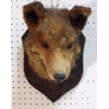 Taxidermy. An open mouthed fox mask, mounted on an oak shield plaque