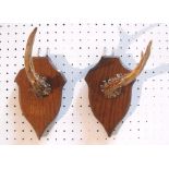 Taxidermy. A pair of Roebuck antler coat hooks mounted on oak shield shaped plaques