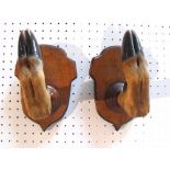 Taxidermy. A pair of red deer hoof hooks on shield shaped wooden mounts (gun or whip rack)