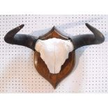 Taxidermy. A pair of buffalo horns mounted on an oak shield shaped plaque 46cm wide