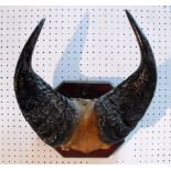 Taxidermy. A set of Dwarf African forest buffalo horns mounted on a plaque 41cm high