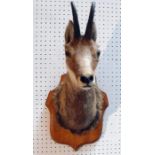 Taxidermy. An Alpine Chamois head mounted on shield shaped wooden plaque 56cm high