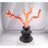 A Victorian multi branched coral specimen on turned ebonised base 21cm high with base