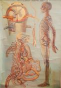 After P M Lariviere 
Chromolithograph anatomised chart 
from the Denoyer-Geppert Anatomy series,