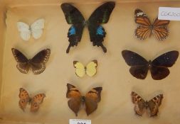 Collection of butterfly specimen mounted in framed and glazed cabinet,