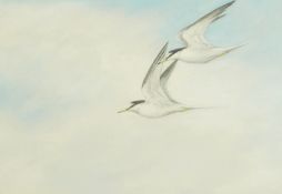 Andrew Miller Mundy (1944-2000)
Watercolour on canvas 
Terns in flight, signed bottom left,