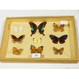 A cased box of butterfly specimens