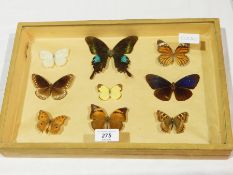 A cased box of butterfly specimens