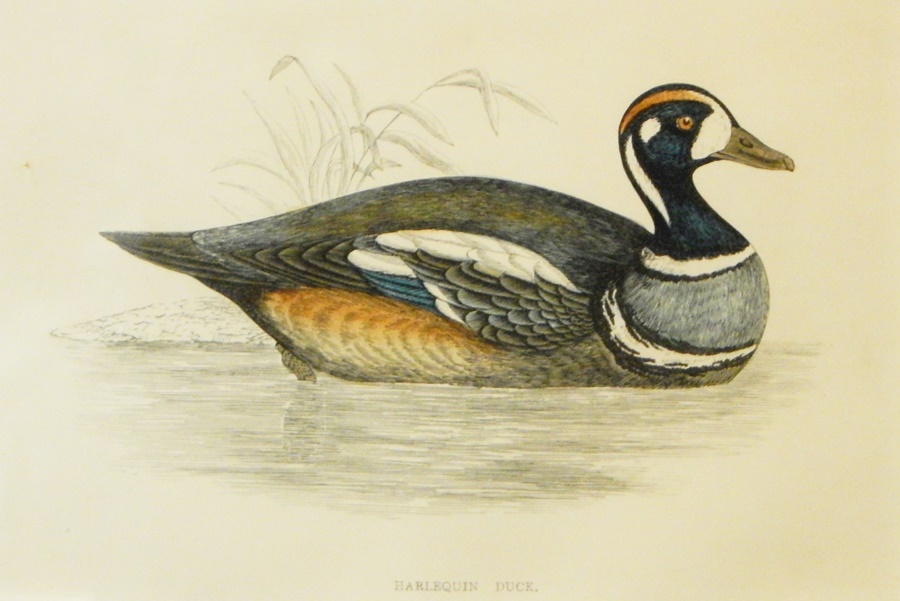 Coloured engravings of ducks to include "Harlequin Duck",