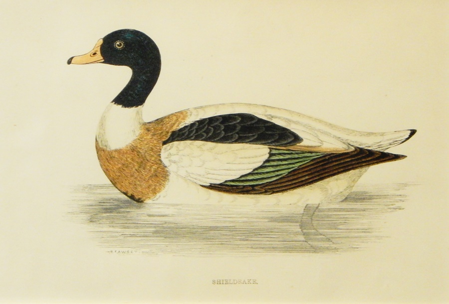 Coloured engravings of ducks to include "Harlequin Duck", - Image 4 of 7