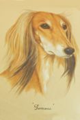 S M Harmer Two watercolour drawings Studies of Saluki dogs, "Ismene", "Jasmine" and "Henna",