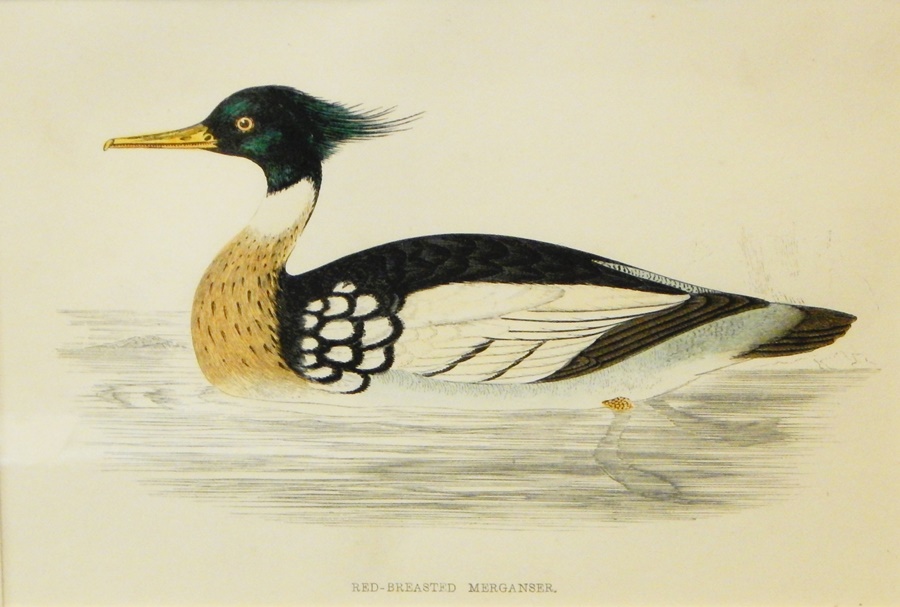 Coloured engravings of ducks to include "Harlequin Duck", - Image 6 of 7