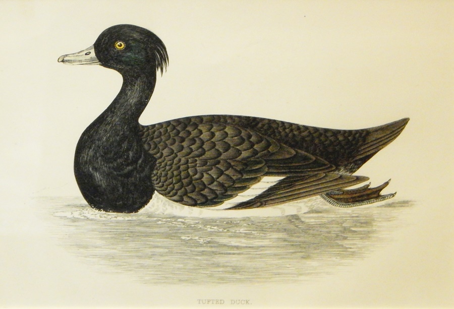 Coloured engravings of ducks to include "Harlequin Duck", - Image 7 of 7