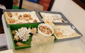 A collection of shells to include different sorts of cowrie shells and coral