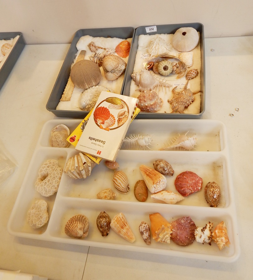 A large collection of shells including cowrie, clams, etc.