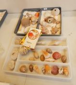 A large collection of shells including cowrie, clams, etc.