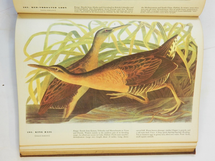 Audubon, John James "The Birds of America", Macmillan, New York (1946), colour plates, - Image 2 of 2