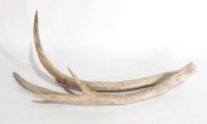 A quantity of antler horns,